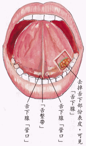 舌下腺结构图片